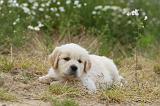 GOLDEN RETRIEVER 310